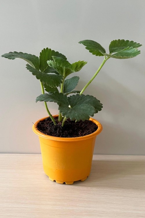 Albion Çilek Fidesi Yediveren