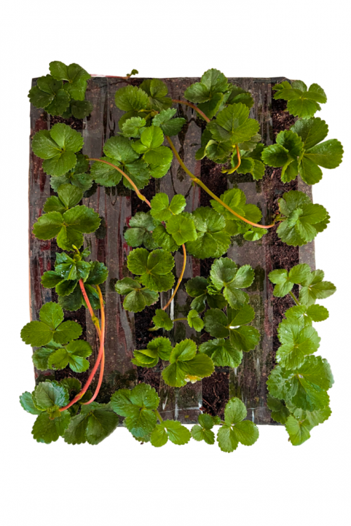 24 Adet Albion Çilek Fidesi Yediveren 6x5,5 cm Viyolde Dikime Hazır