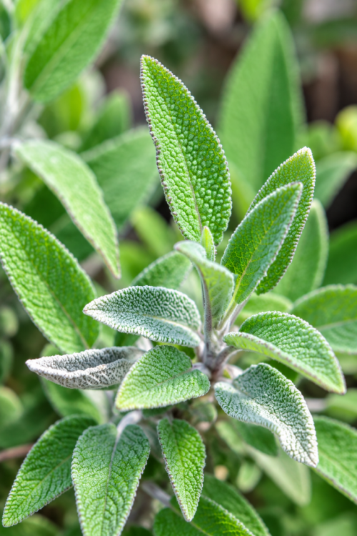 Vasada Adaçayı Fidesi Tıbbi Adaçayı Salvia Officinalis Tüplü Vasada Adaçayı Fidesi Tıbbi Adaçayı Salvia Officinalis Tüplü