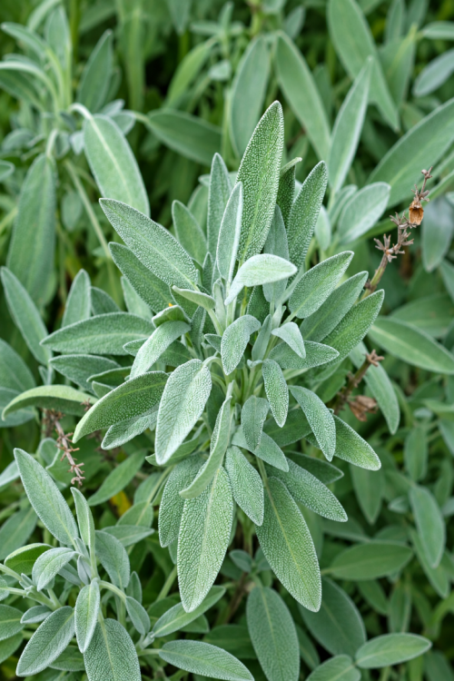 Vasada Adaçayı Fidesi Tıbbi Adaçayı Salvia Officinalis Tüplü