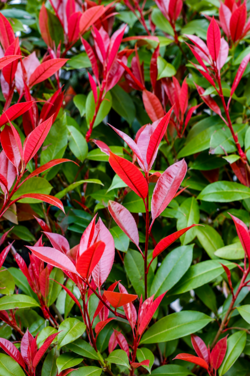 Vasada Garden Alev Çalısı Fidanı Alev Ağacı Photinia Serratifolia Tüplü +30 cm