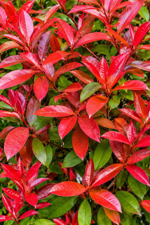 Vasada Garden Alev Çalısı Fidanı Alev Ağacı Photinia Serratifolia Tüplü +30 cm