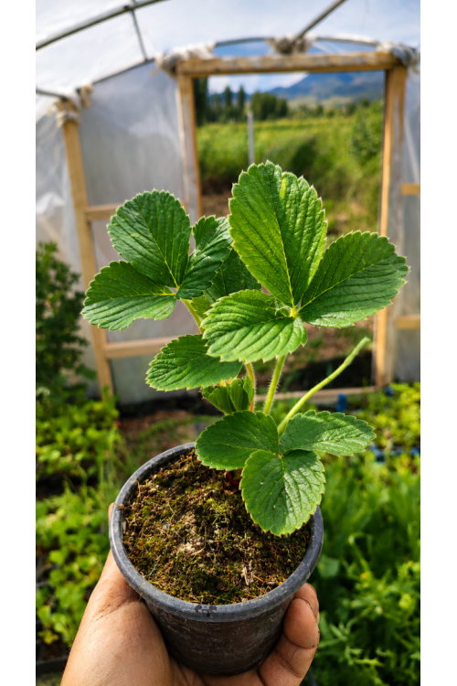 Beyaz Çilek Fidesi Pineberry