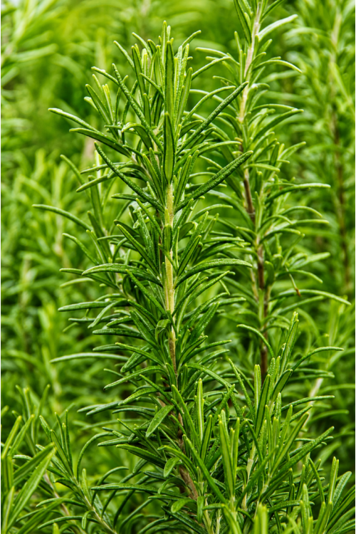 Vasada Garden Biberiye Fidesi Rosmarinus Officinalis Tüplü 30-40 cm