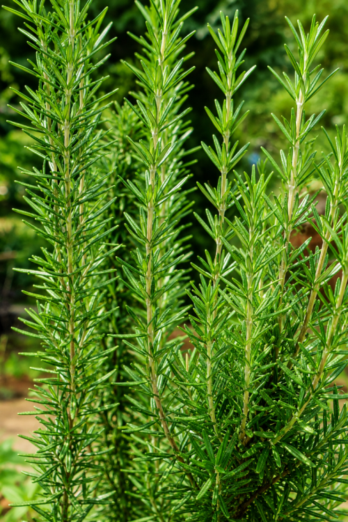 Vasada Garden Biberiye Fidesi Rosmarinus Officinalis Tüplü 30-40 cm