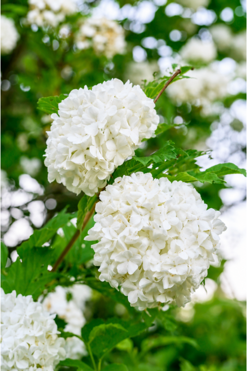 Vasada Beyaz Çiçekli Kartopu Fidanı Çınar Yapraklı Kartopu Çalısı Viburnum Carlesii Tüplü 30-40 cm