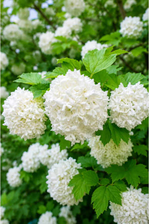 Vasada Beyaz Çiçekli Kartopu Fidanı Çınar Yapraklı Kartopu Çalısı Viburnum Carlesii Tüplü 30-40 cm