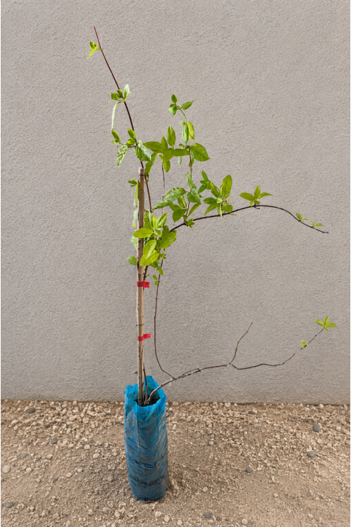 Vasada Yoğun Kokulu Hanımeli Fidanı Lonicera Caprifolium Tüplü 40-50 cm