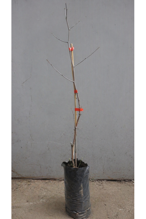 Vasada Aşılı İri Meyveli Hünnap Fidanı Ziziphus Jujuba Tüplü 50-70 cm Vasada Aşılı İri Meyveli Hünnap Fidanı Ziziphus Jujuba Tüplü 50-70 cm