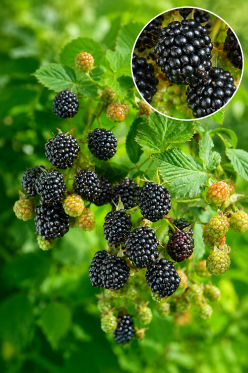 Chester Thornless Dikensiz Böğürtlen Fidanı Rubus Fruticosus Chester Saksılı 100-120 cm