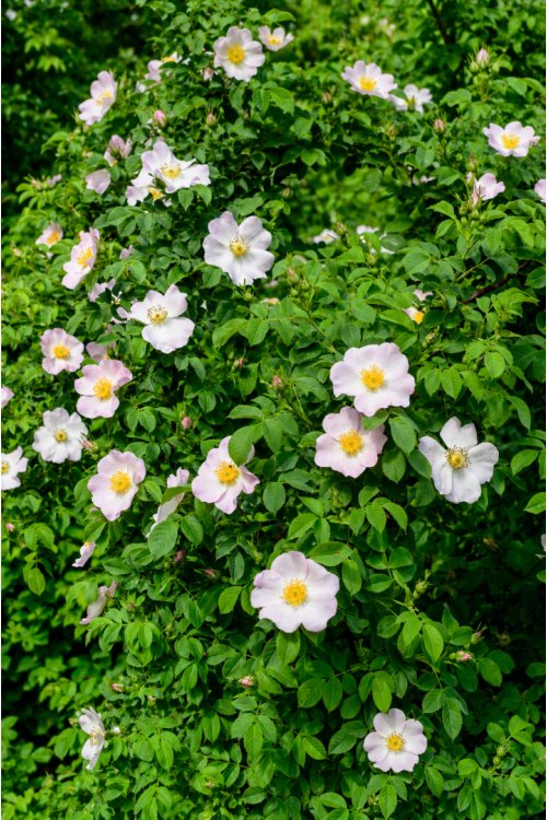 Vasada Dikensiz Kuşburnu Fidanı (Rosa canina var. inermis) 9x10 cm Saksılı 30-40 cm Vasada Dikensiz Kuşburnu Fidanı (Rosa canina var. inermis) 9x10 cm Saksılı 30-40 cm