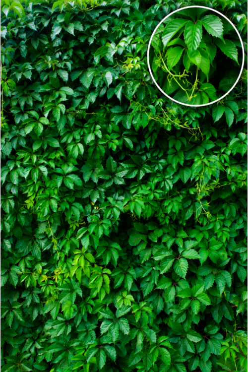 Sarmaşık Fidanı (Amerikan) Parthenocissus Quinquefolia Virginia Creeper Saksılı 100-120 cm