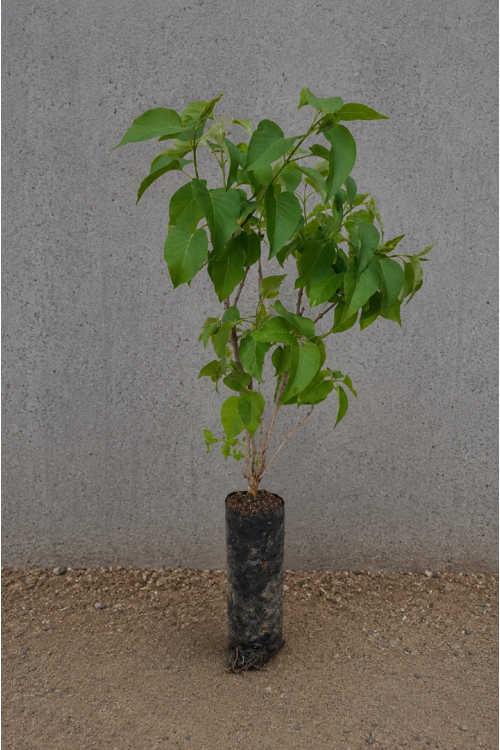 Vasada Mor Çiçekli Leylak Fidanı Syringa Vulgaris Tüplü 30-40 cm