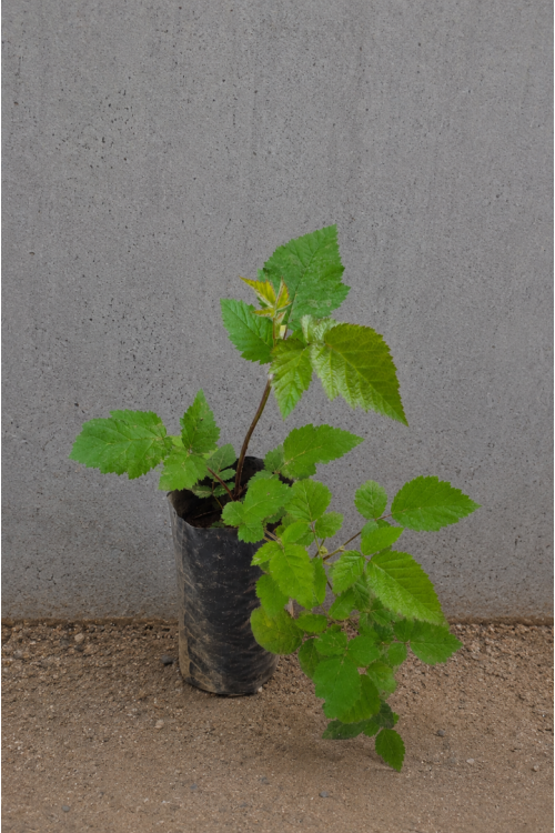 Chester Böğürtlen Fidanı Dikensiz Rubus Fruticosus Chester Tüplü 30-40 cm