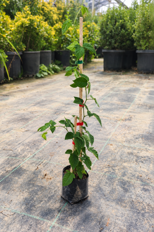 Chester Böğürtlen Fidanı Dikensiz Rubus Fruticosus Chester Tüplü 30-40 cm Chester Böğürtlen Fidanı Dikensiz Rubus Fruticosus Chester Tüplü 30-40 cm