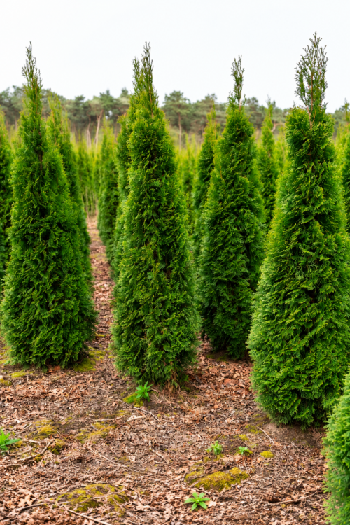 Vasada Garden Mazı Fidanı (Doğu) Thuja Orientalis Tüplü 30 cm