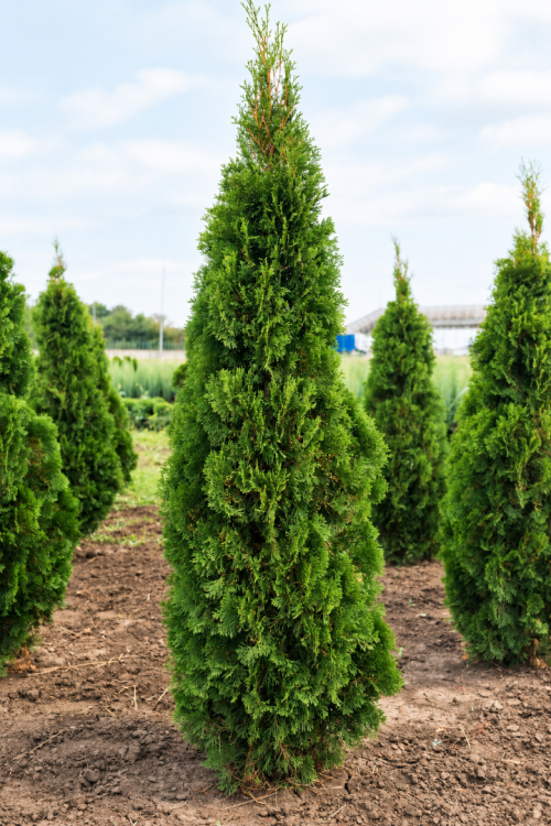 Vasada Garden 15 Adet Mazı Fidanı (Doğu) Thuja Orientalis Tüplü 30 cm
