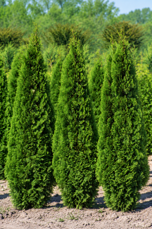 Vasada Garden 15 Adet Mazı Fidanı (Doğu) Thuja Orientalis Tüplü 30 cm