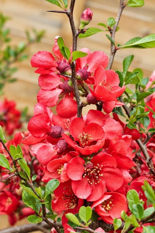 Vasada Garden Japon Ayvası Fidanı Chaenomeles Japonica (Cydonia Japonica) Tüplü 50-70 cm