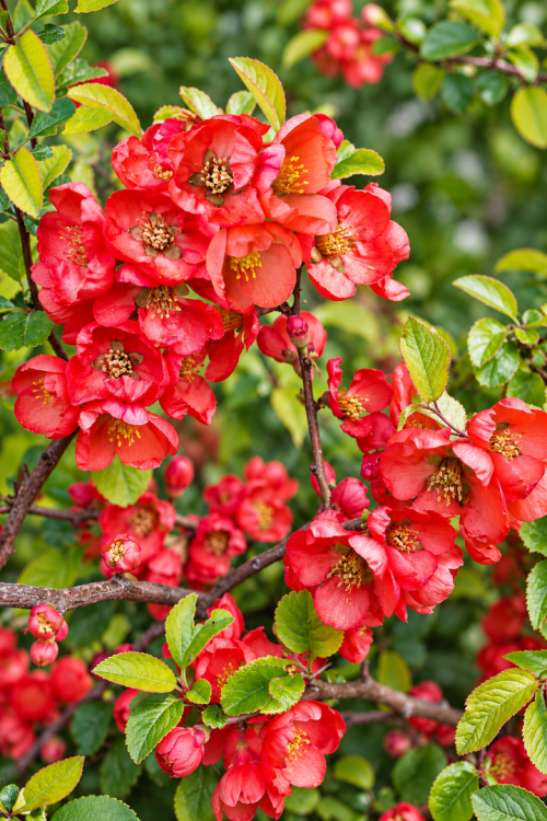 Vasada Garden Japon Ayvası Fidanı Chaenomeles Japonica (Cydonia Japonica) Tüplü 50-70 cm