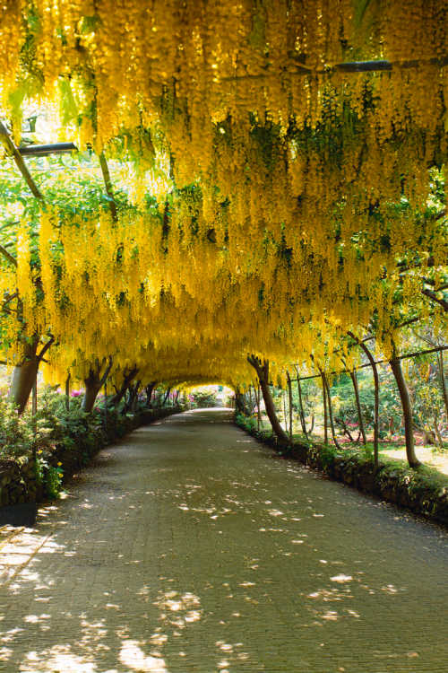 Vasada Sarı Salkım Fidanı Laburnum Anagyroides Tüplü 50-70 cm Vasada Sarı Salkım Fidanı Laburnum Anagyroides Tüplü 50-70 cm