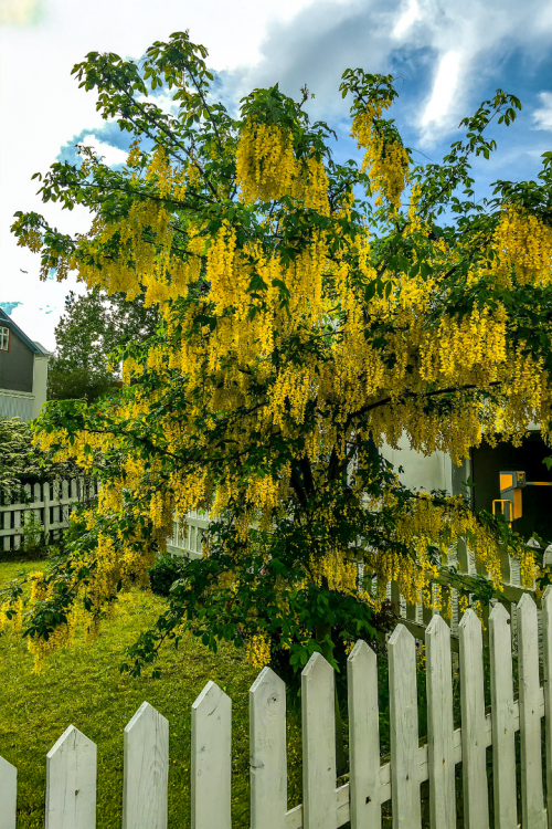 Vasada Sarı Salkım Fidanı Laburnum Anagyroides Tüplü 50-70 cm