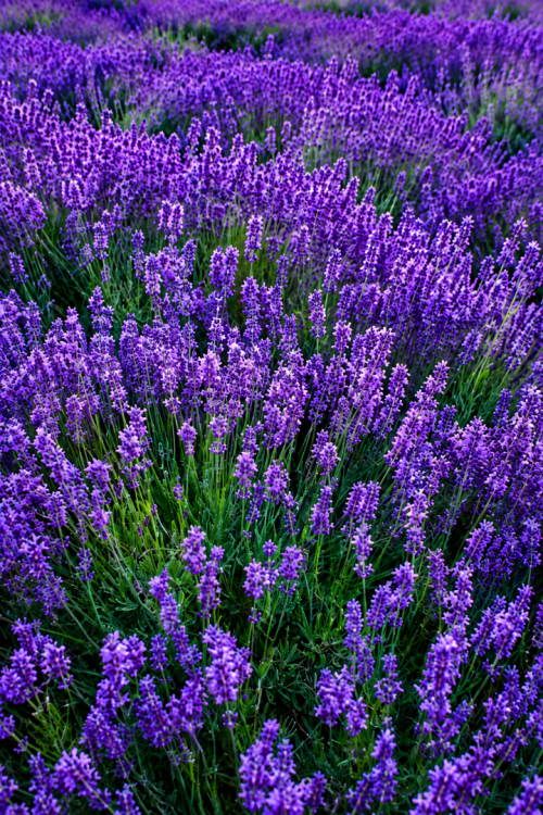 Vasada Garden Lavanta Fidanı Lavandula Angustifolia (İngiliz Lavantası) 9x9x10 cm Saksılı 25-30 cm