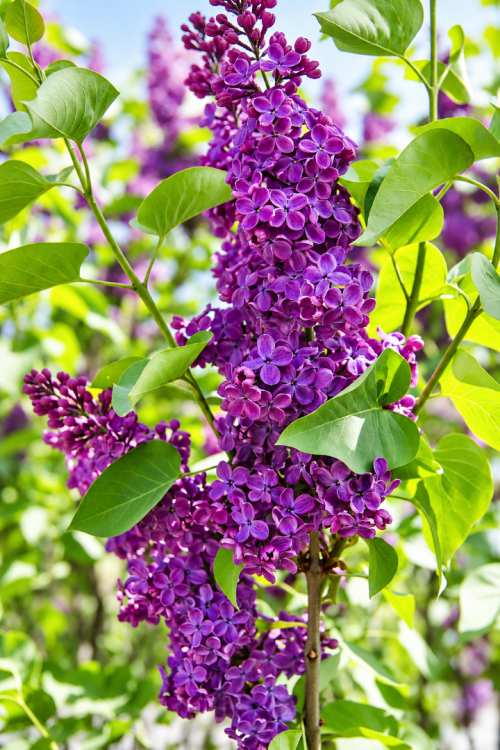 Vasada Mor Çiçekli Leylak Fidanı Syringa Vulgaris Tüplü 30-40 cm