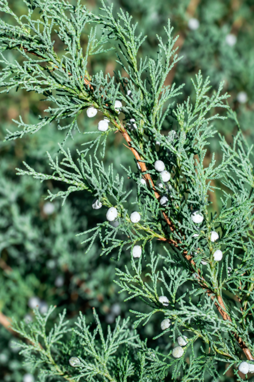 Vasada Mavi Servi Fidanı Cupressus Arizonica 100-120 cm