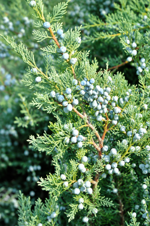 Vasada Mavi Servi Fidanı Cupressus Arizonica 100-120 cm