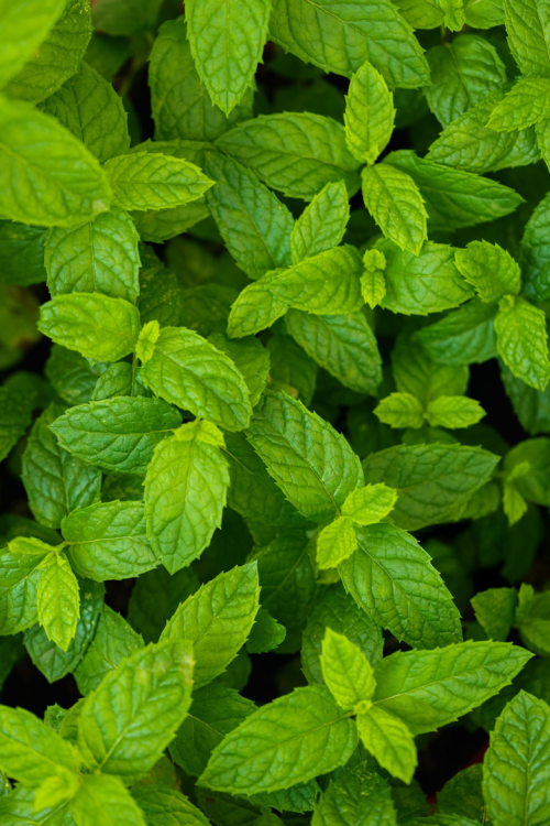 Nane Fidesi Bahçe Nanesi Mentha Spicata 9x7 cm Saksılı