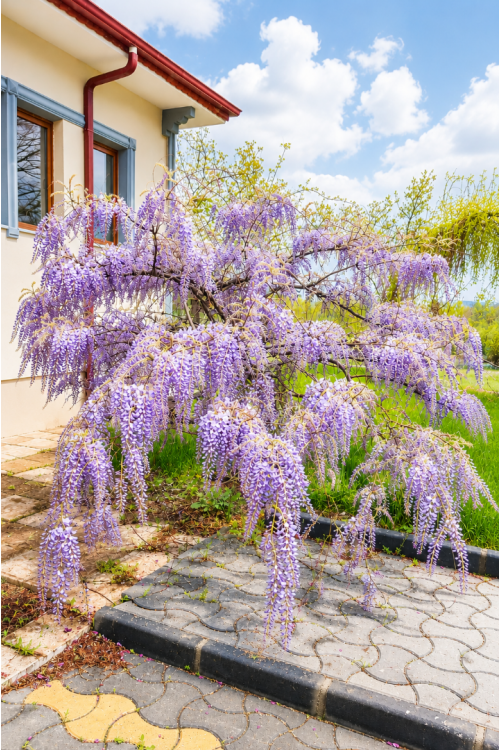 Vasada Garden Mor Salkım Fidanı Wisteria Sinensis Tüplü 40-60 cm