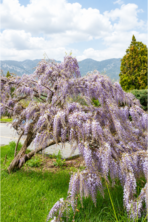 Vasada Garden Mor Salkım Fidanı Wisteria Sinensis Tüplü 40-60 cm