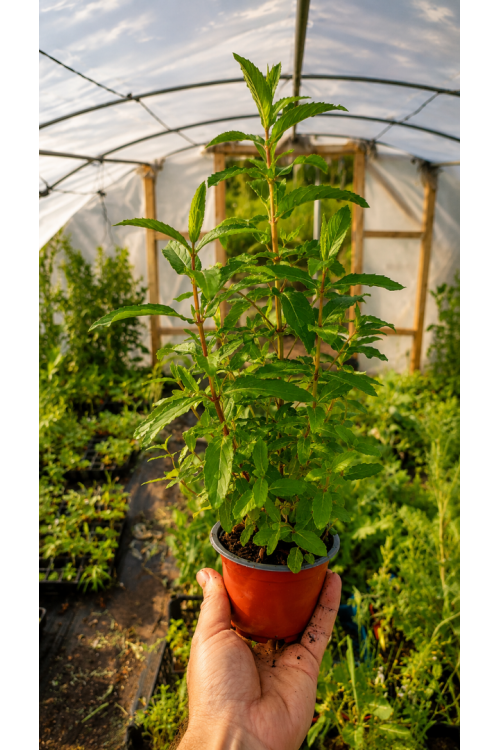 Nane Fidesi Bahçe Nanesi Mentha Spicata 9x7 cm Saksılı