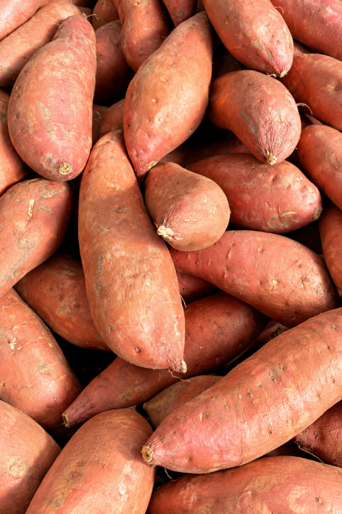 Vasada Garden Organik Tatlı Patates 1 Kg Yerli Ürün Taze Söküm Ipomoea Batatas