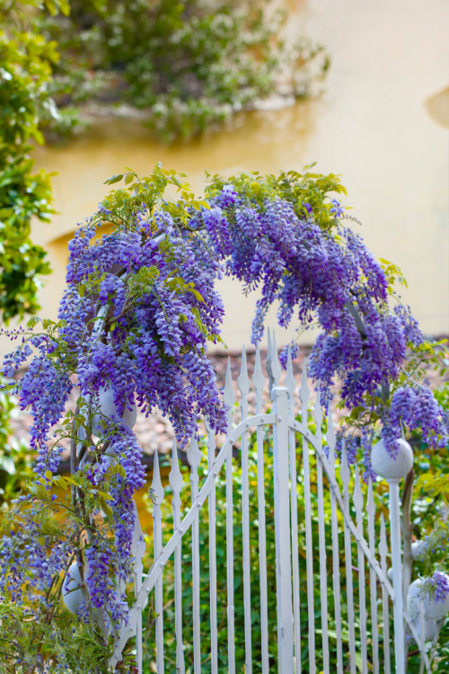 Vasada Mor Salkım Fidanı Wisteria Sinensis Tüplü 40-60 cm Vasada Mor Salkım Fidanı Wisteria Sinensis Tüplü 40-60 cm