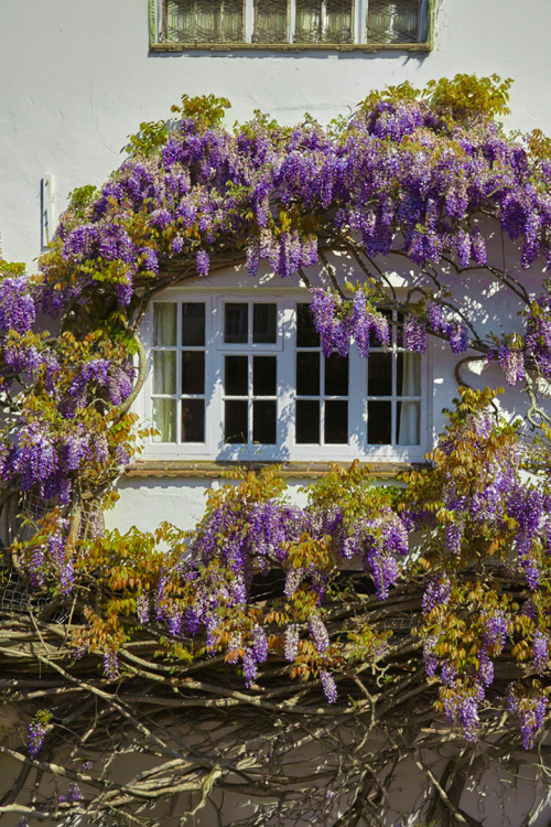 Vasada Mor Salkım Fidanı Wisteria Sinensis Tüplü 40-60 cm