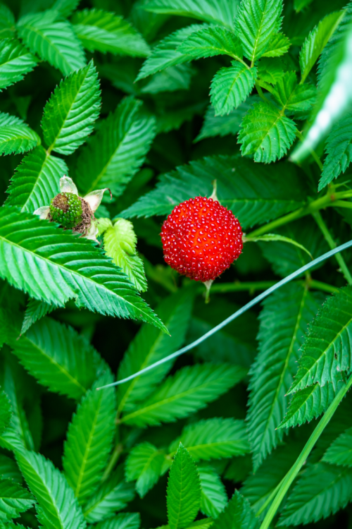 Vasada Garden Çilek Ahududu Fidanı Rubus Rosifolius Saksılı +30 cm Vasada Garden Çilek Ahududu Fidanı Rubus Rosifolius Saksılı +30 cm