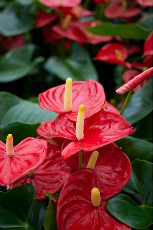 Vasada Anthurium Flamingo Çiçeği Antoryum Anthurium Andreanum