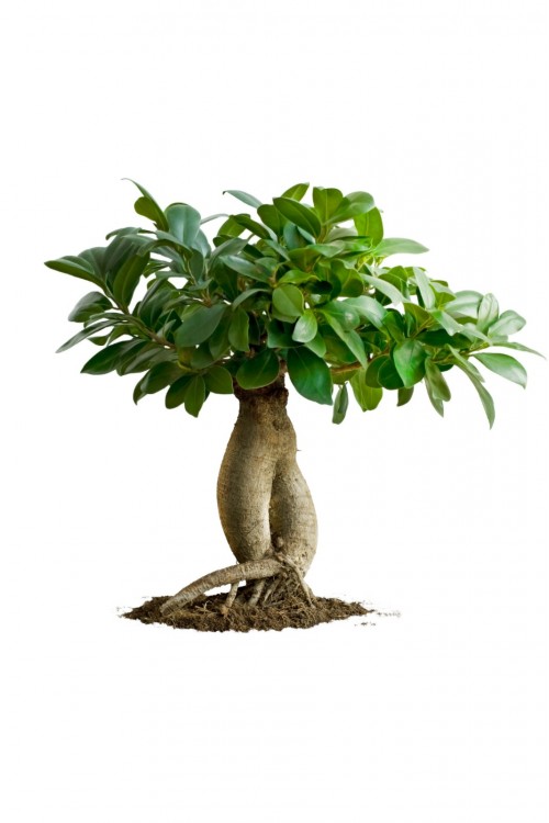 Ginseng Ficus Bonsai