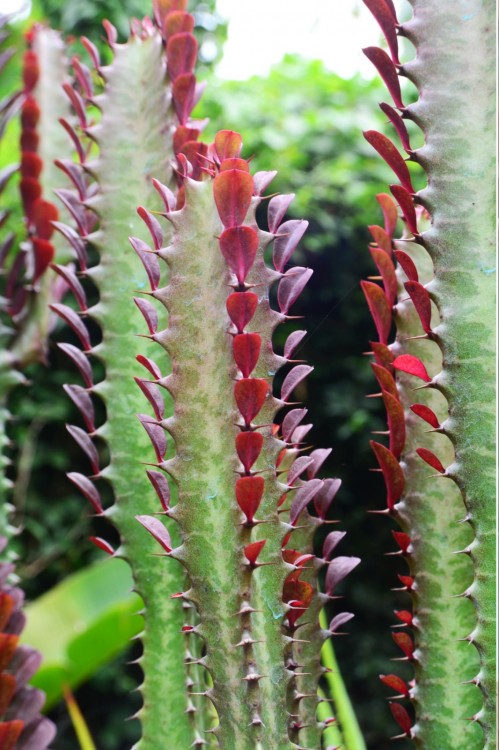 Euphorbia Trigona Rubra Bordo Süt Ağacı