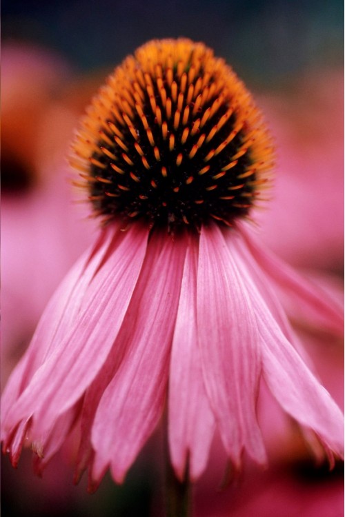 Ekinezya Bitkisi Koni Çiçeği Fidesi Echinacea Purpurea