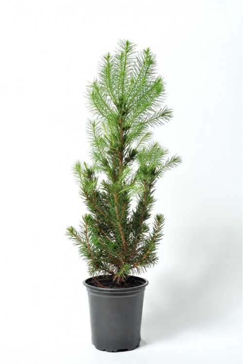 Fıstık Çamı Fidanı