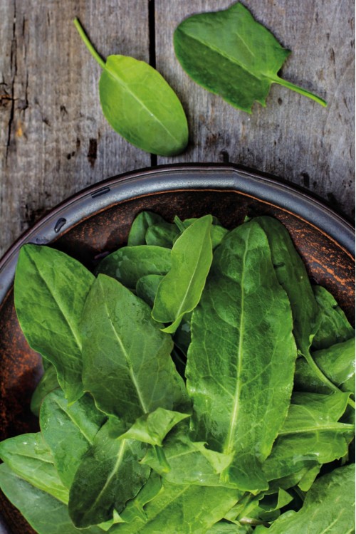 Kuzukulağı Ekşi Otu Fidesi