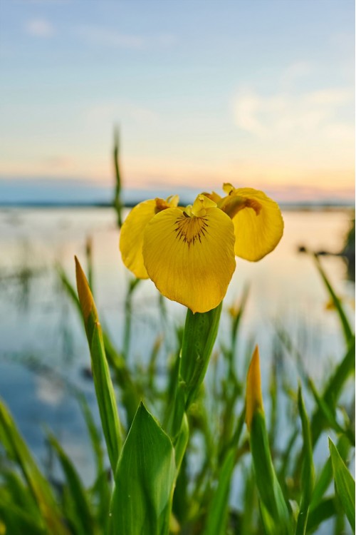 Sarı Zambak Fidesi Yellow Flag Iris Bataklık Süseni (Iris Pseudacorus)