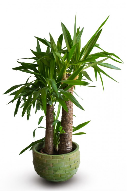 Yuka Çiçeği Tek Gövdeli Yucca Elephantipes Yuka Avize Çiçeği