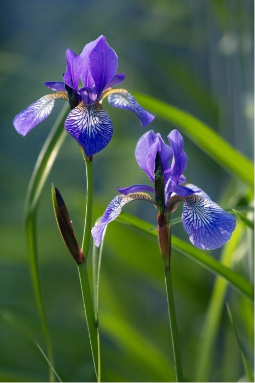 Mor Zambak Fidesi Iris Spuria Mavi Iris Mavi Süsen Fidesi