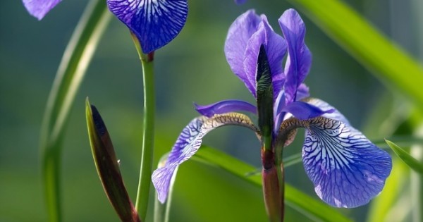 Mor Zambak Fidesi Iris Spuria Mavi Iris Mavi Süsen Fidesi - fidan6