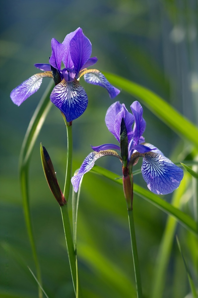 アンジェリカ　sp Mor Zambak Fidesi Iris Spuria Mavi Iris Mavi Süsen Fidesi - fidan6